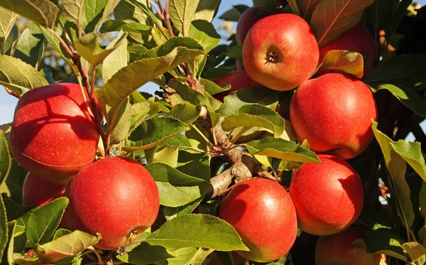 Pommes Fraîches Mûres Saine Alimentation — Photo