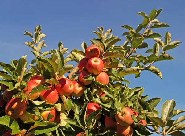 Νωπά Ώριμα Μήλα Υγιεινή Διατροφή — Φωτογραφία Αρχείου