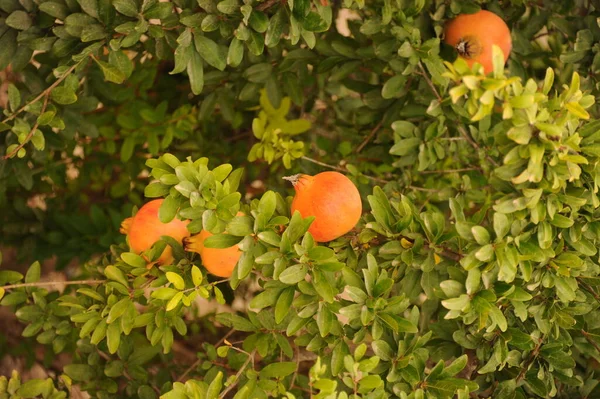 Árbol Frutas Granada Hojas Verdes — Foto de Stock