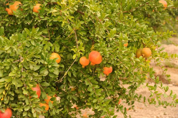 Pomegranate Fruits Tree Green Leaves — Stock Photo, Image