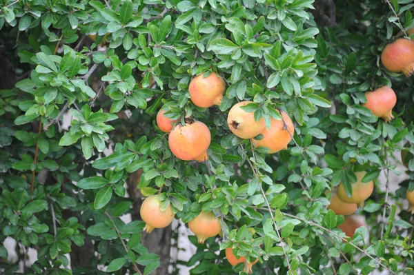 Melograno Albero Frutto Foglie Verdi — Foto Stock