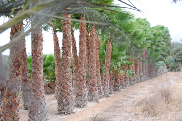 Tropikalne Palmy Flora — Zdjęcie stockowe