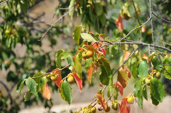 Hermosa Naturaleza España — Foto de Stock