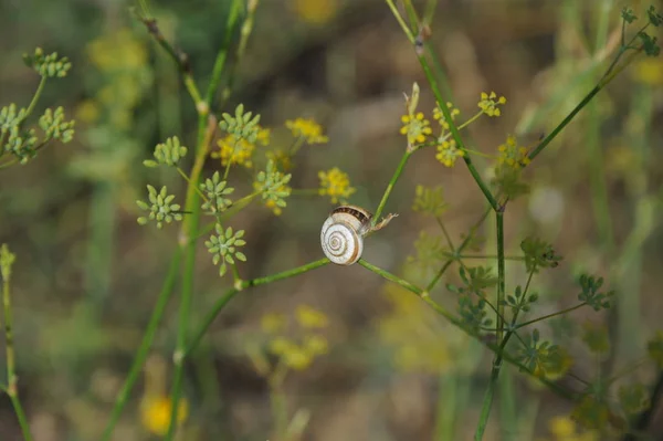 Slimy Slug Snail Crawler — Stock Photo, Image