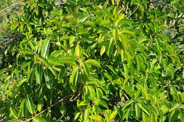 Fig Borracha Plantas Árvore Borracha — Fotografia de Stock