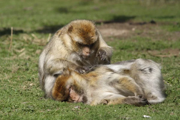 Animal Mono Mamífero Primo — Foto de Stock