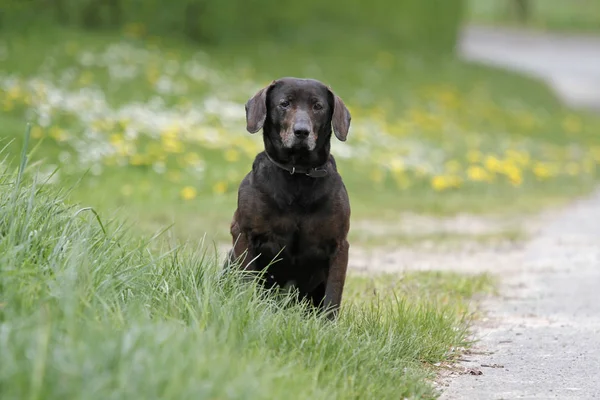 Portret Van Een Schattige Hond — Stockfoto