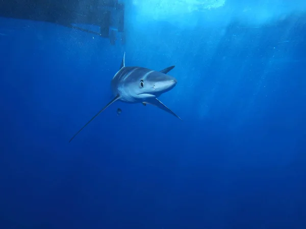 Tiburón Azul Las Aguas Las Azores —  Fotos de Stock