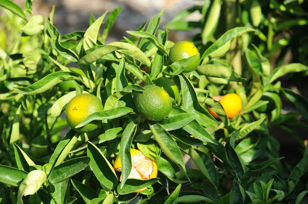 Spanien Oragen Baum — Stockfoto