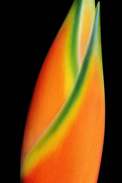 Tropische Oranje Strelizie Bloem Paradijsvogel Bloem — Stockfoto