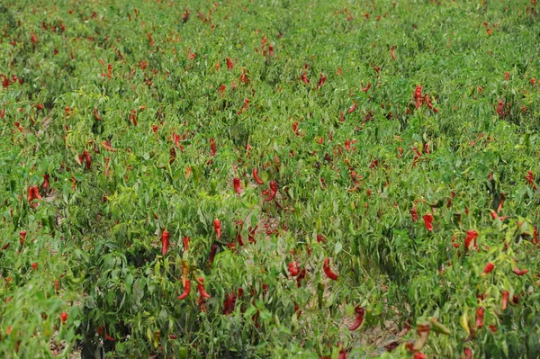 Vue Rapprochée Belles Fleurs Pavot Sauvage — Photo