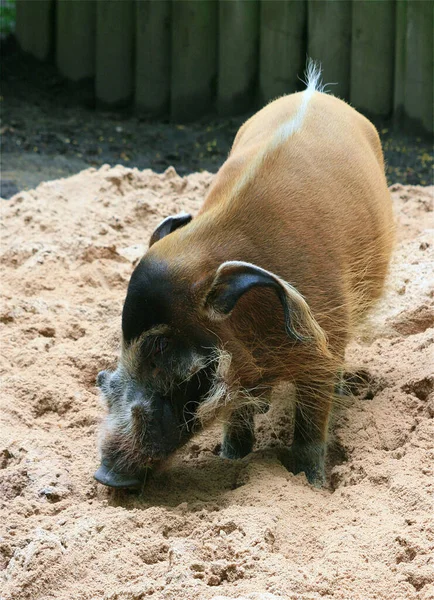 Encerramento Animais Jardim Zoológico — Fotografia de Stock