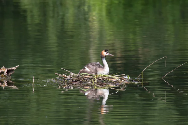 Grebes Chicks Nest Ncrested Grebe Chicks Nest — 스톡 사진