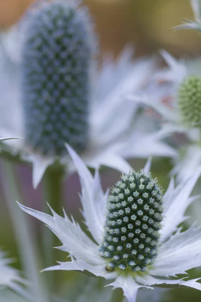 Beautiful Botanical Shot Natural Wallpaper — Stock Photo, Image