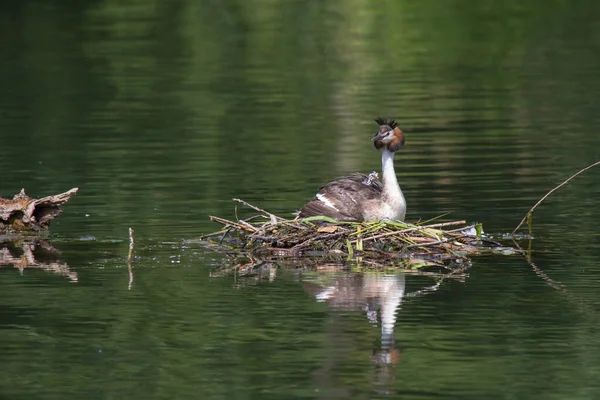 Grebes Chicks Nest Ncrested Grebe Chicks Nest — стоковое фото