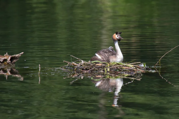 Grebes Chicks Nest Ncrested Grebe Chicks Nest — 스톡 사진