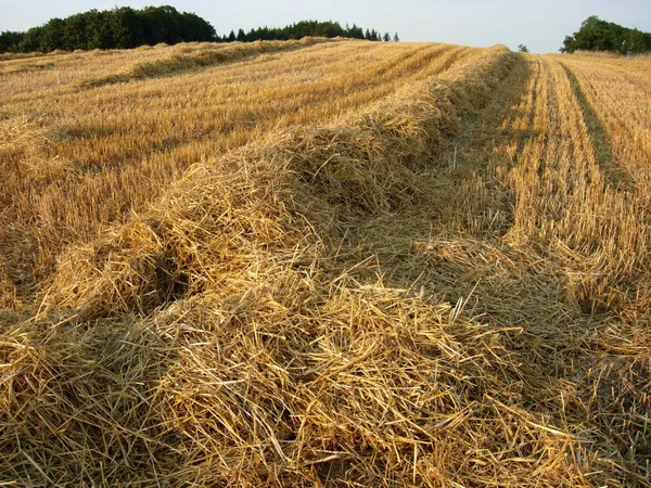 Festői Kilátás Mezőgazdaságra Szelektív Fókusz — Stock Fotó