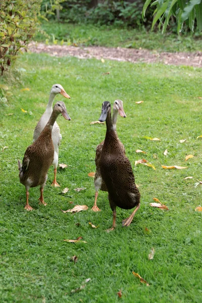 Schwimmvogel Wildniskonzept — Stockfoto