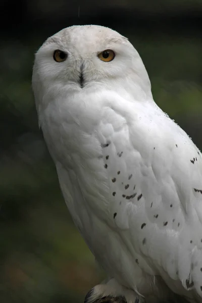 Sowa Śnieżna Ptak Białe Pióra Ptaków — Zdjęcie stockowe