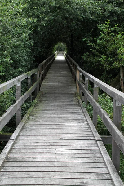 Ξύλινη Γέφυρα Στο Δάσος — Φωτογραφία Αρχείου