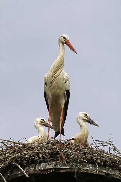 Aussichtsreicher Blick Auf Den Schönen Storchvogel Der Natur — Stockfoto