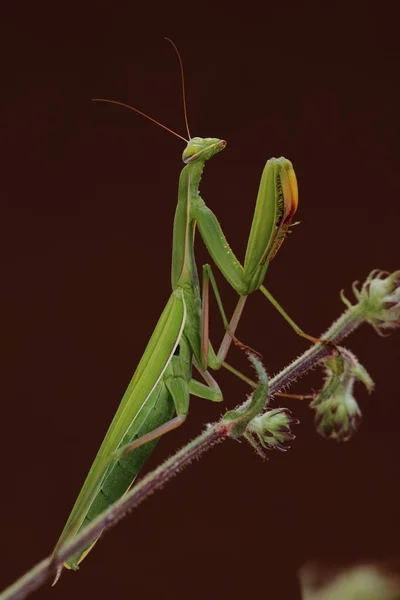 Mantis Insecten Prooiwants — Stockfoto