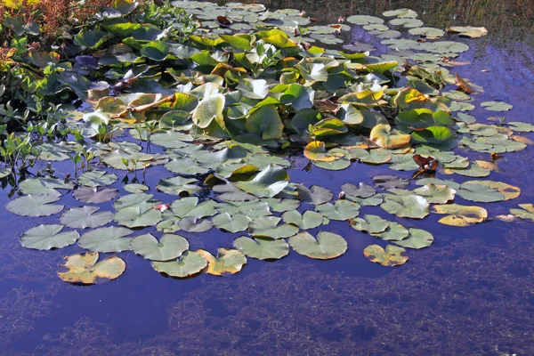 Floating Leaf Belt Garden Pond — Stock Photo, Image