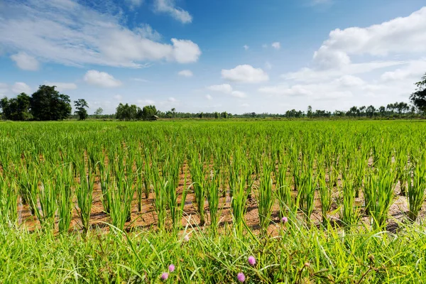 Campo Arroz Paisaje Asiático Con Cultivo Agrícola Arroz — Foto de Stock