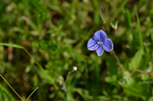 Coloridas Flores Que Crecen Aire Libre — Foto de Stock