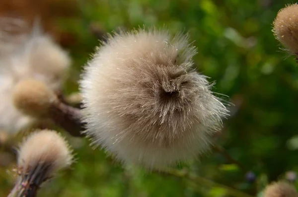 屋外で成長するカラフルな花 — ストック写真