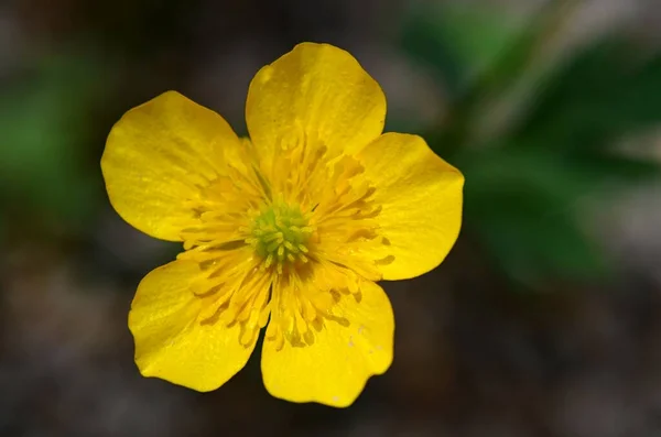 Kleurrijke Bloemen Groeien Buiten — Stockfoto