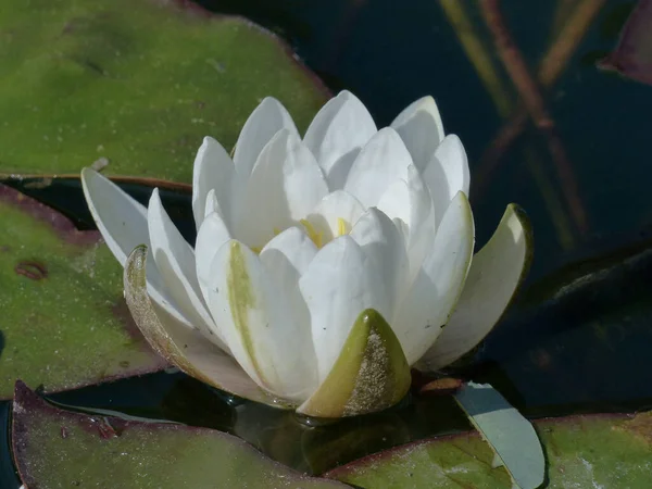 Pequeña Rosa Estanque Nuphar Pumila Una Especie Planta Del Género — Foto de Stock