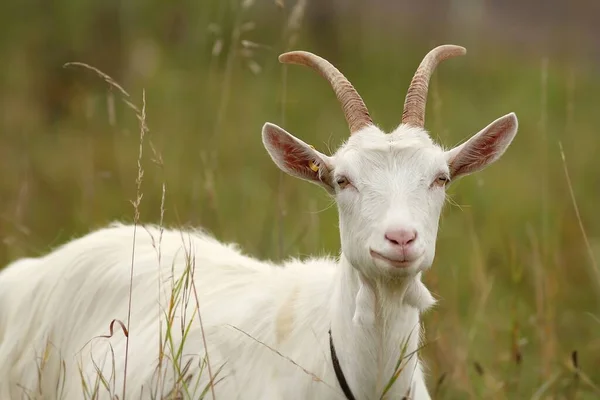 White House Goat White Goat — Stock Photo, Image