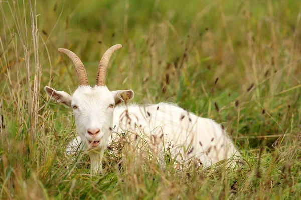 White House Goat White Goat — Stock Photo, Image