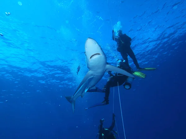 Blauhaie Vor Den Azoren — Stockfoto