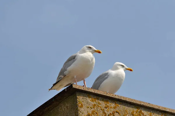 Malerischer Blick Auf Die Schöne Hafenlandschaft — Stockfoto