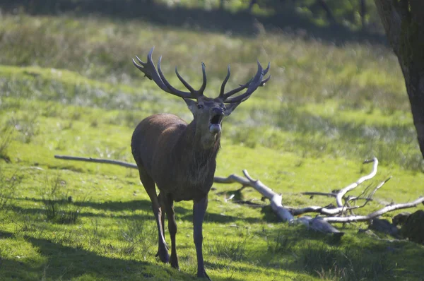 Vida Silvestre Naturaleza Ciervos Con Cuernos — Foto de Stock