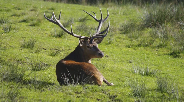 Animali Selvatici Natura Cervi Con Corna — Foto Stock