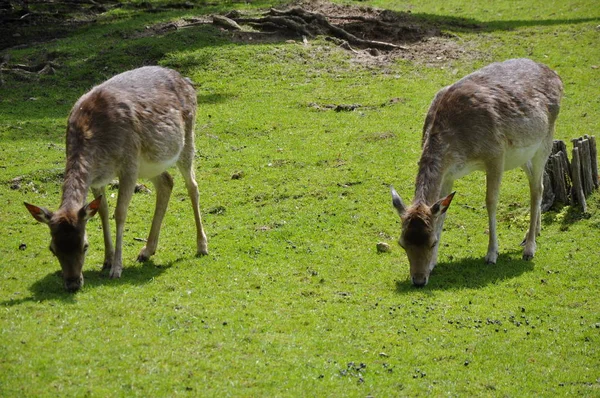 Ciervos Animales Salvajes Fauna — Foto de Stock