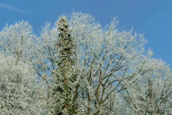 Bunter Hintergrund Für Weihnachten Oder Neujahr Urlaubskarte — Stockfoto