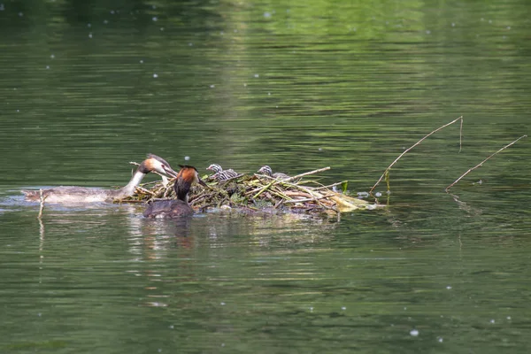 둥지에서 새끼와 짓는다 Ncrested Grebes 둥지에서 병아리와 — 스톡 사진