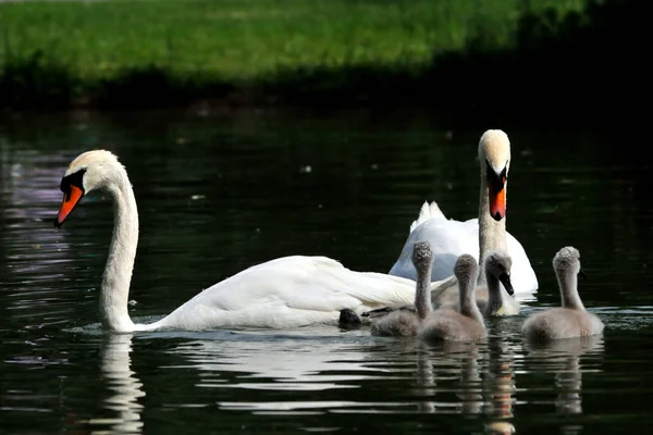 Swan Family Creek — Stock Photo, Image