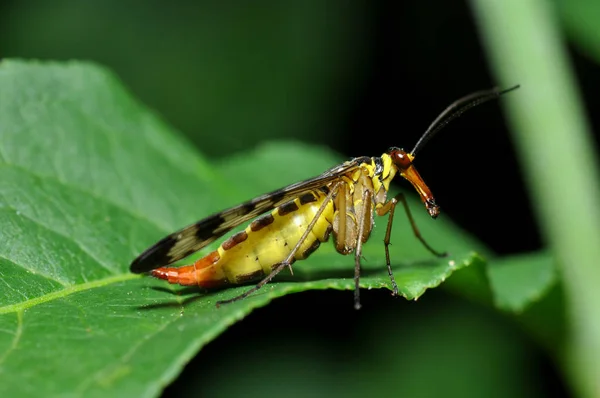Schorpioenvlieg Insect Bloemennatuur — Stockfoto
