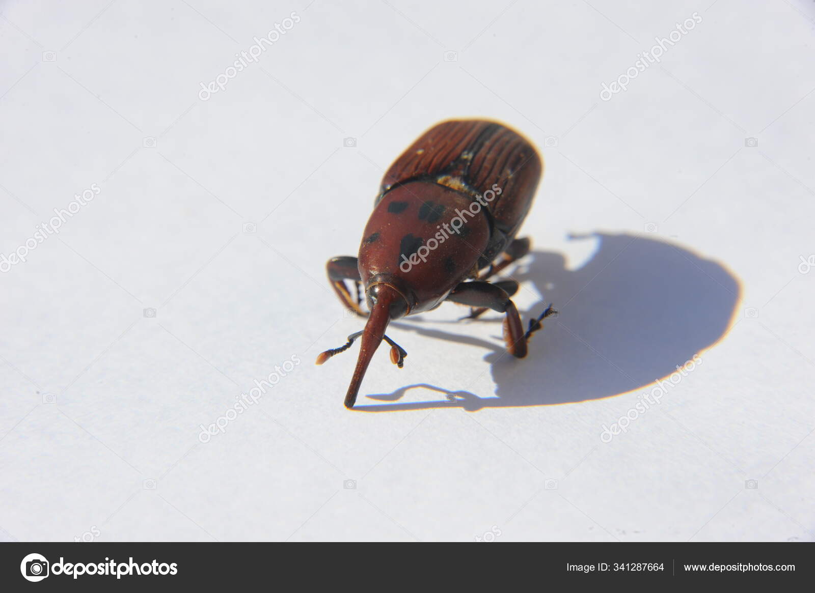 Picudo Rojo Rhynchophorus Ferrugineus Red Palm Trunk Beetle Stock Photo