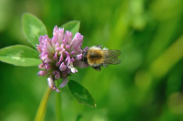 Bourdon Bombus Pendant Cueillette Nectar Sur Une Fleur Trèfle Rose — Photo