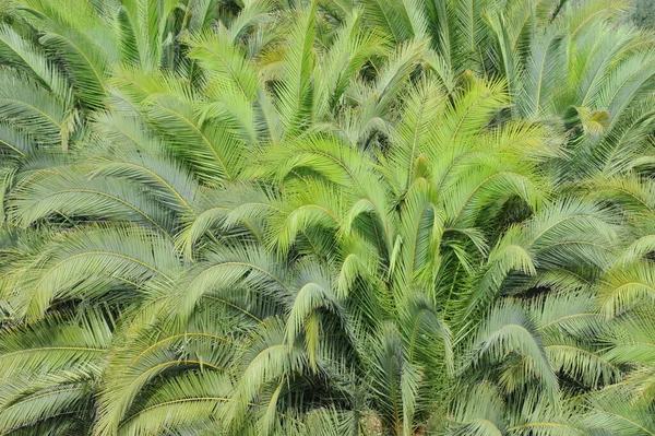 Tropiska Palmer Flora — Stockfoto