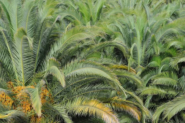 Tropikalne Palmy Flora — Zdjęcie stockowe