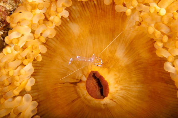 Partnergarnele Pega Sobre Boca Del Mar Anemone —  Fotos de Stock