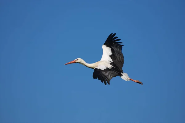 Scenic View White Stork Wild Nature — Stock Photo, Image