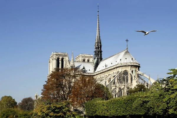 Notre Dame Kathedraal Van Parijs Met Een Meeuw Lucht — Stockfoto